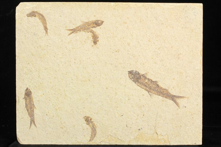 Multiple () Small Knightia Fossil Fish - Wyoming #77145